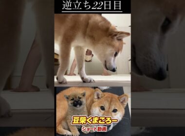 #柴犬 　#くまころー　#ポイポイポー君三世　#犬好きと繋がりたい