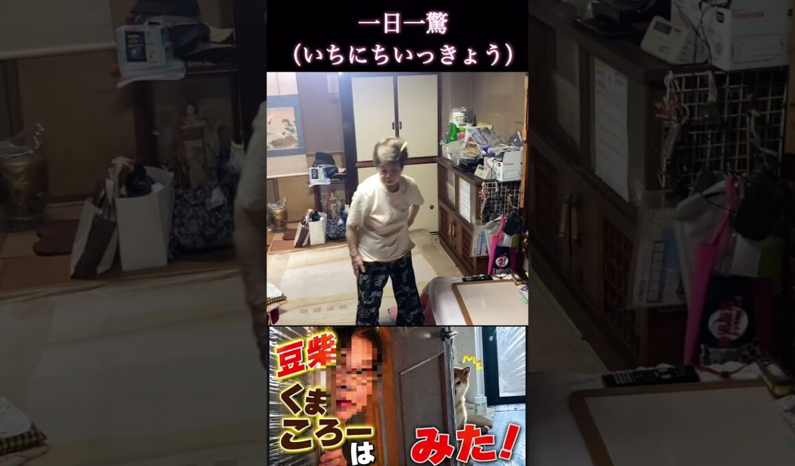 #くまころー飼い主#柴犬 　#くまころー　#ポイポイポー君三世　#犬好きと繋がりたい