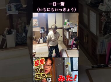 #くまころー飼い主#柴犬 　#くまころー　#ポイポイポー君三世　#犬好きと繋がりたい