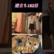 #豆柴飼い主 #逆立ち182日目