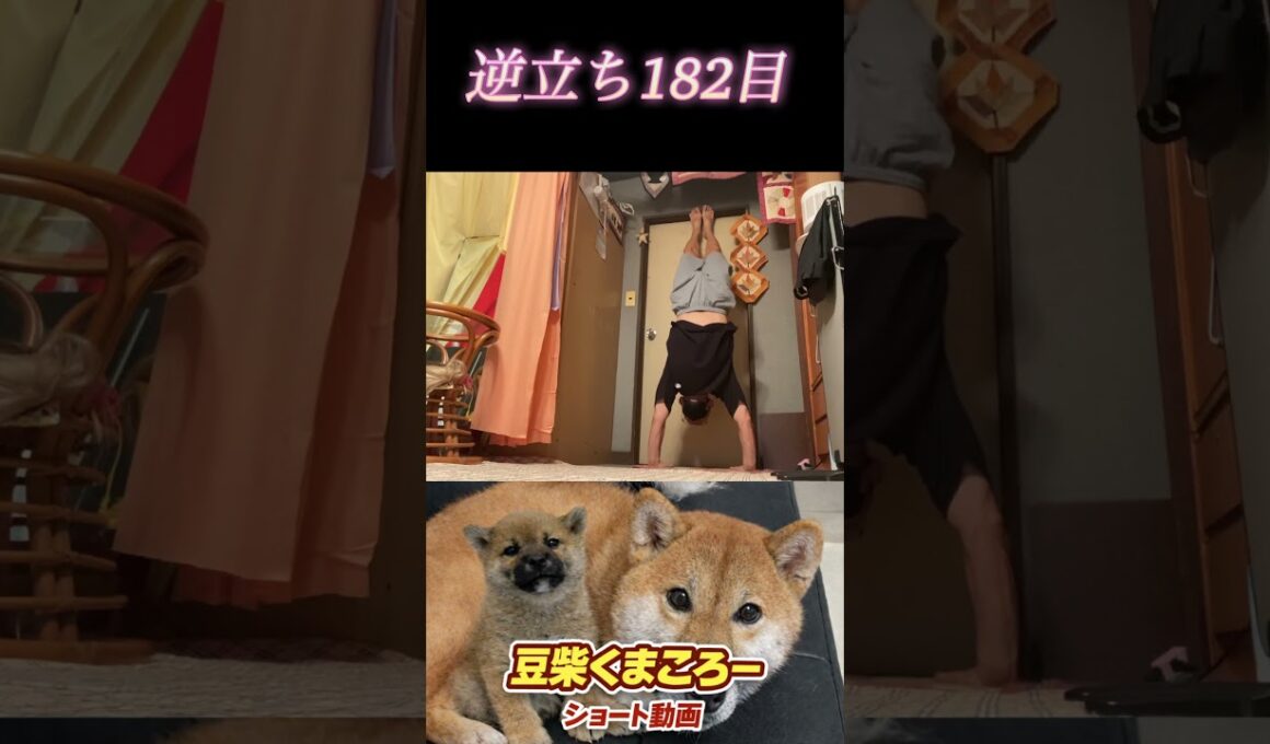 #豆柴飼い主 #逆立ち182日目