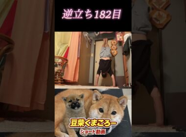 #豆柴飼い主 #逆立ち182日目