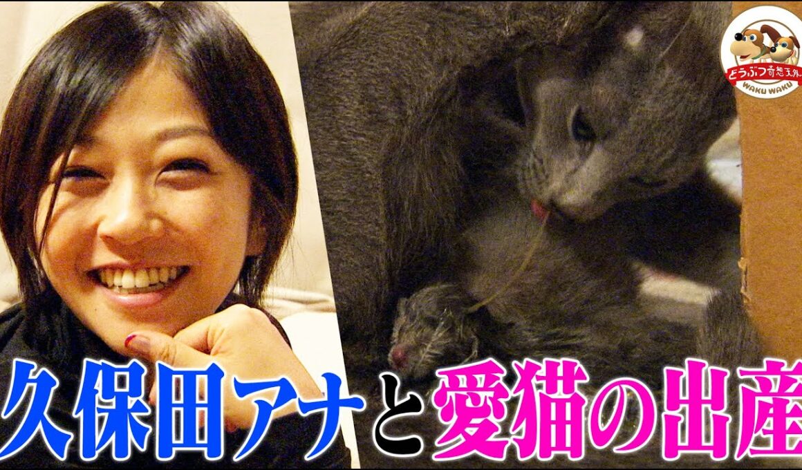 【感動】久保田アナ（当時）の愛猫「モネ」が深夜の出産！難産で母子ともに予断を許さない中、緊迫のレポート【どうぶつ奇想天外／WAKUWAKU】