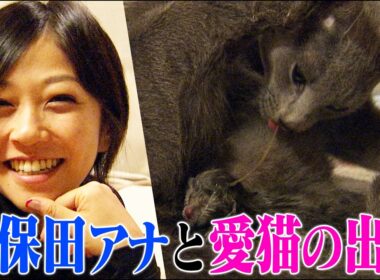 【感動】久保田アナ（当時）の愛猫「モネ」が深夜の出産！難産で母子ともに予断を許さない中、緊迫のレポート【どうぶつ奇想天外／WAKUWAKU】