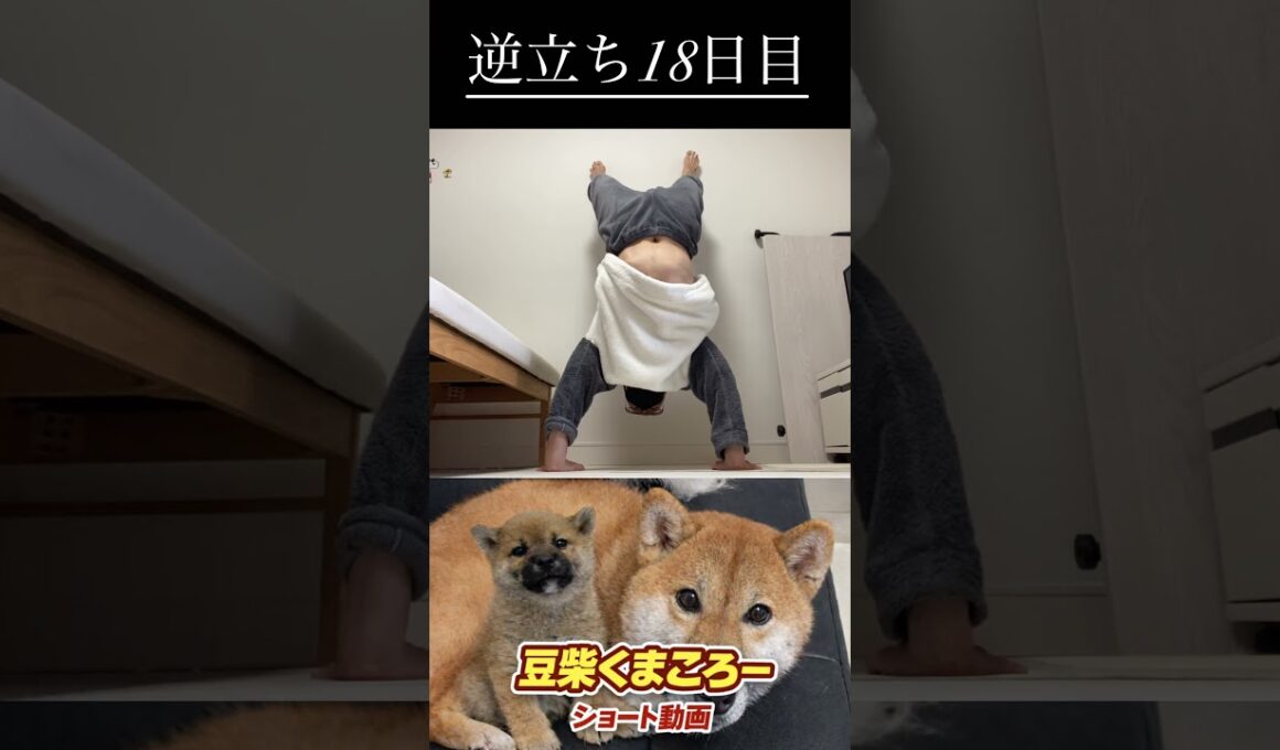 #柴犬 　#くまころー　#ポイポイポー君三世　#犬好きと繋がりたい