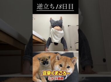 #柴犬 　#くまころー　#ポイポイポー君三世　#犬好きと繋がりたい