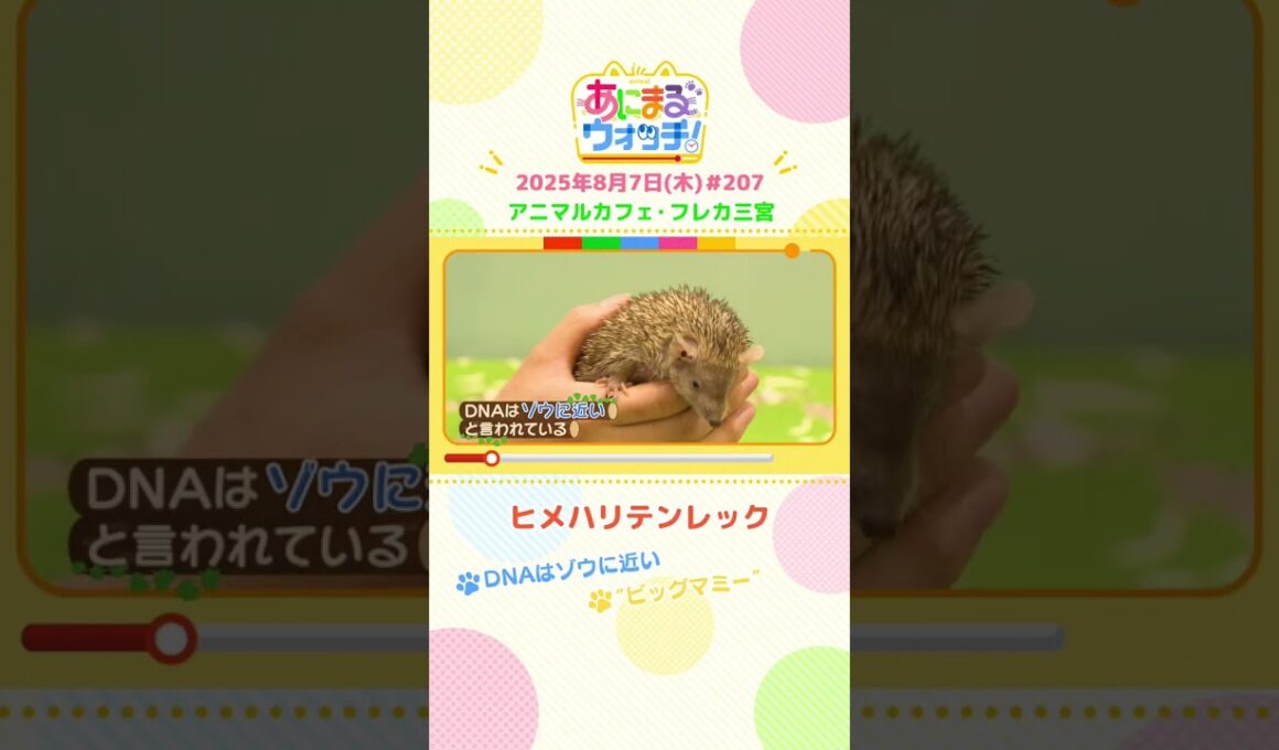 DNAはゾウに近い！「ヒメハリテンレック」　兵庫「フレカ三宮」　#shorts #読売テレビニュース #すまたん #あにまるウォッチ #動物