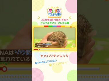 DNAはゾウに近い！「ヒメハリテンレック」　兵庫「フレカ三宮」　#shorts #読売テレビニュース #すまたん #あにまるウォッチ #動物