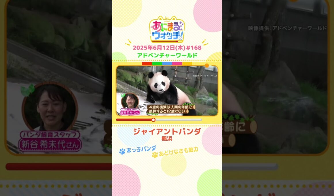 末っ子パンダ！「ジャイアントパンダ・楓浜」　和歌山「アドベンチャーワールド」　#shorts #読売テレビニュース #すまたん #あにまるウォッチ #動物