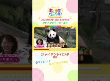 末っ子パンダ！「ジャイアントパンダ・楓浜」　和歌山「アドベンチャーワールド」　#shorts #読売テレビニュース #すまたん #あにまるウォッチ #動物