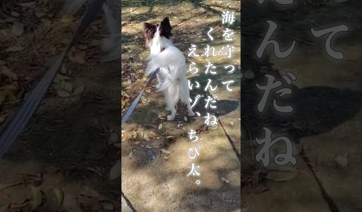 海の平和を守る、チワワ隊長！