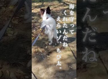海の平和を守る、チワワ隊長！