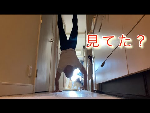 【孤独の56歳】ついに壁なし4歩…逆立ち31日目で覚醒した