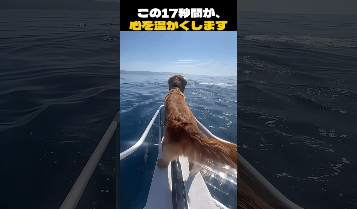 この17秒間が、世界で最も平和な瞬間