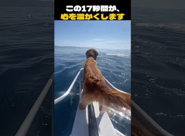 この17秒間が、世界で最も平和な瞬間