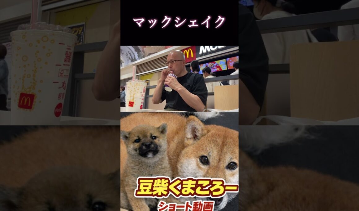 飲み比べ　#柴犬 　#くまころー　#ポイポイポー君三世　#犬好きと繋がりたい