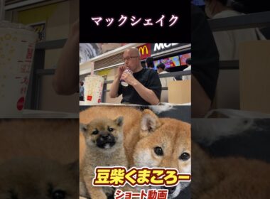 飲み比べ　#柴犬 　#くまころー　#ポイポイポー君三世　#犬好きと繋がりたい