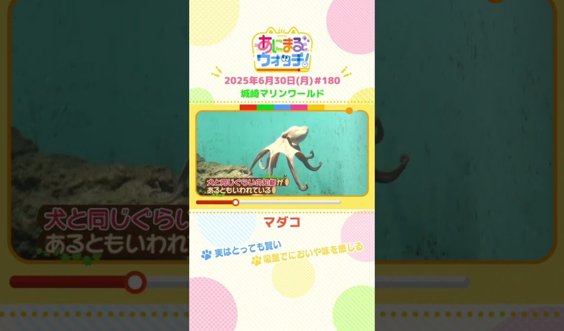 実はとっても賢い！「マダコ」　兵庫・豊岡市「城崎マリンワールド」　#shorts #読売テレビニュース #すまたん #あにまるウォッチ #動物
