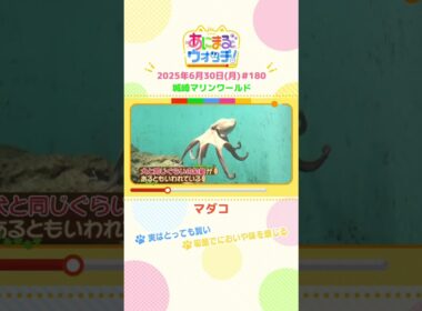 実はとっても賢い！「マダコ」　兵庫・豊岡市「城崎マリンワールド」　#shorts #読売テレビニュース #すまたん #あにまるウォッチ #動物