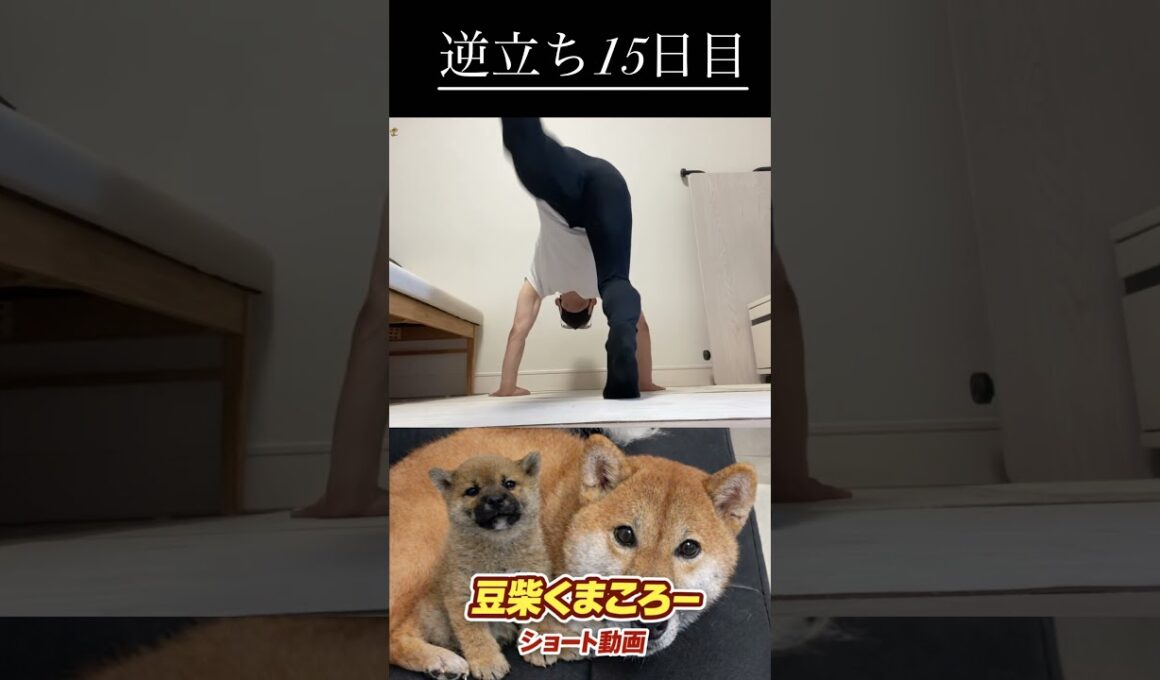 #柴犬 　#くまころー　#ポイポイポー君三世　#犬好きと繋がりたい