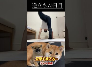 #柴犬 　#くまころー　#ポイポイポー君三世　#犬好きと繋がりたい