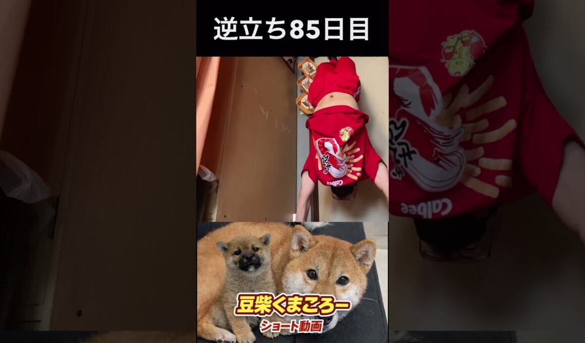 #豆柴飼い主#逆立ち85日目
