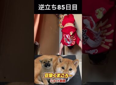 #豆柴飼い主#逆立ち85日目