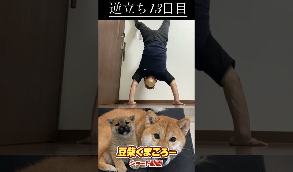 #柴犬 　#くまころー　#ポイポイポー君三世　#犬好きと繋がりたい