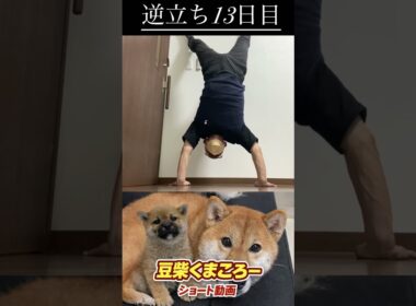 #柴犬 　#くまころー　#ポイポイポー君三世　#犬好きと繋がりたい