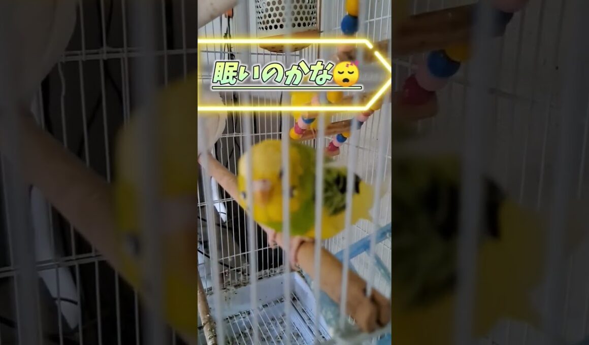 みきちゃん眠いのかな、、、？ほわげがまた出てきた😂