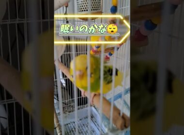 みきちゃん眠いのかな、、、？ほわげがまた出てきた😂