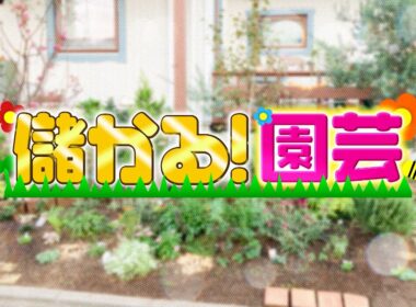 『がっちりマンデー!!』儲かる園芸! 植物が超育つ植木鉢! なぜか害虫だけに効く魔法の殺虫剤 10/25(日)【TBS】