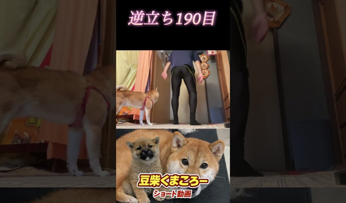 #豆柴飼い主 #逆立ち190日目