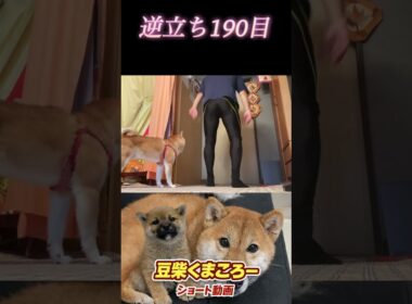 #豆柴飼い主 #逆立ち190日目