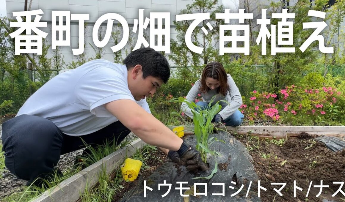 #176 番町の畑〜夏野菜の苗を植える〜