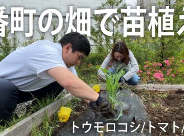 #176 番町の畑〜夏野菜の苗を植える〜
