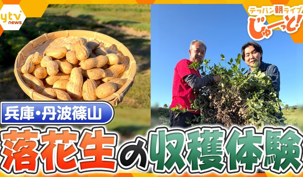 松茸や栗だけじゃない！兵庫・丹波篠山の新しい特産品「落花生」の収穫体験【テッパン朝ライブ じゅーっと！/じゅーっ特集！生中継】