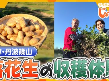 松茸や栗だけじゃない！兵庫・丹波篠山の新しい特産品「落花生」の収穫体験【テッパン朝ライブ じゅーっと！/じゅーっ特集！生中継】