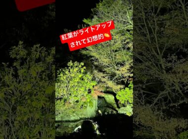 秋といえば紅葉🍁勝男ロスです笑分かる人には分かる笑#shorts #紅葉#秋
