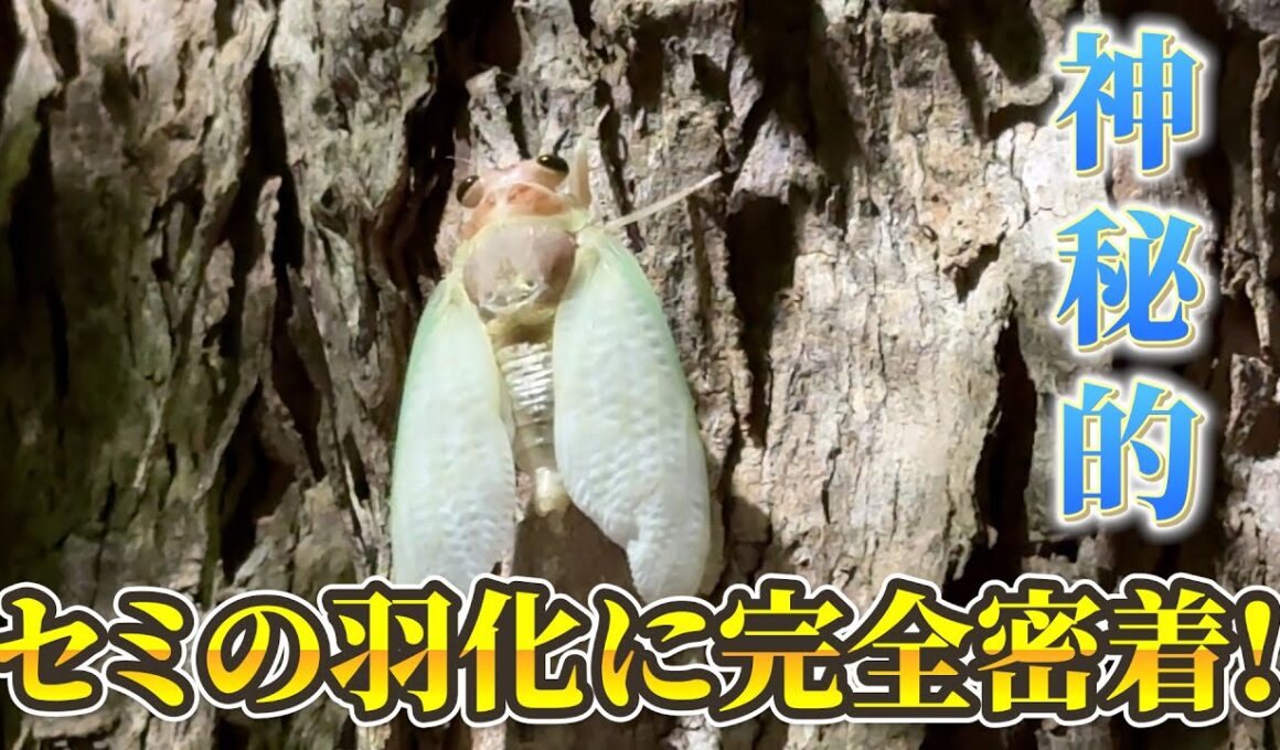 #148 セミの羽化に完全密着