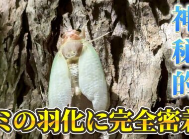 #148 セミの羽化に完全密着