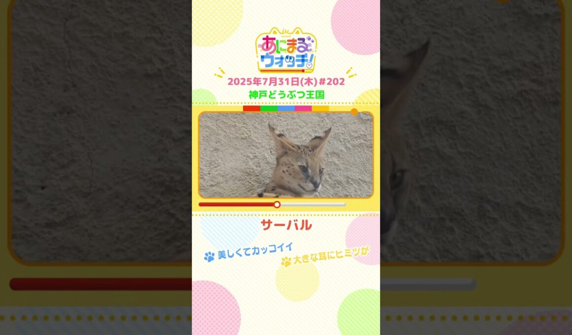 美しくてカッコイイ！「サーバル」　兵庫「神戸どうぶつ王国」　#shorts #読売テレビニュース #すまたん #あにまるウォッチ #動物