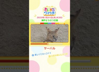 美しくてカッコイイ！「サーバル」　兵庫「神戸どうぶつ王国」　#shorts #読売テレビニュース #すまたん #あにまるウォッチ #動物