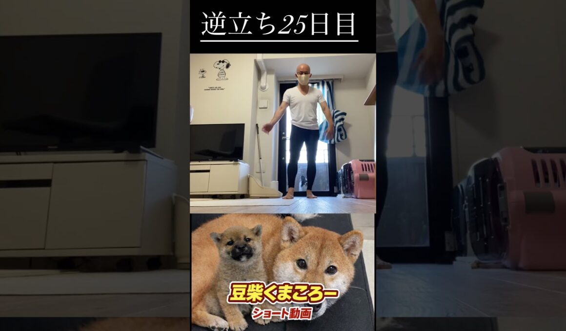 #柴犬 　#くまころー　#ポイポイポー君三世　#犬好きと繋がりたい