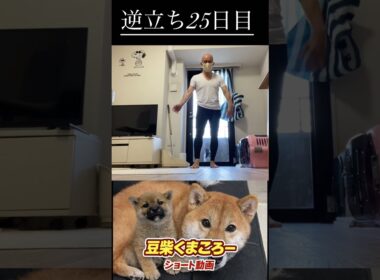 #柴犬 　#くまころー　#ポイポイポー君三世　#犬好きと繋がりたい