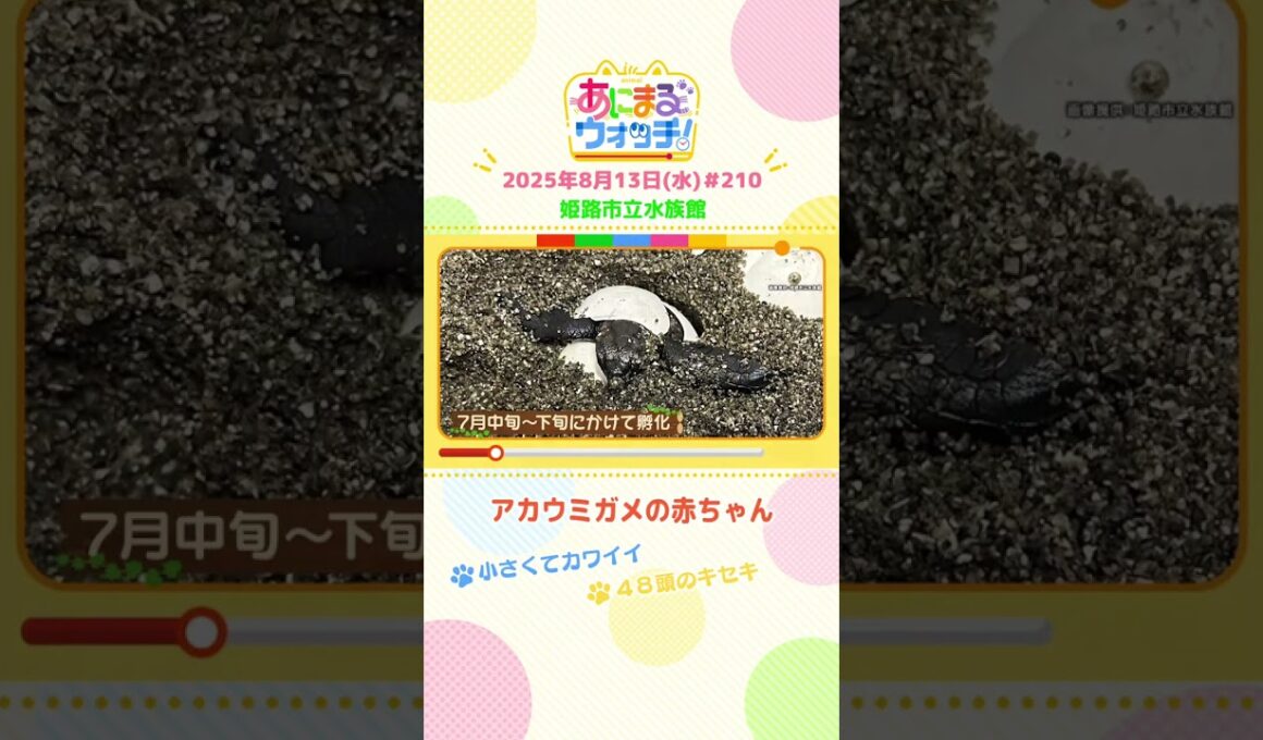 48頭のキセキ！「アカウミガメの赤ちゃん」　兵庫「姫路市立水族館」　#shorts #読売テレビニュース #すまたん #あにまるウォッチ #動物