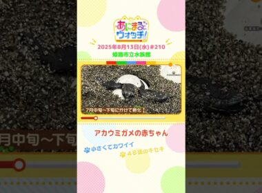 48頭のキセキ！「アカウミガメの赤ちゃん」　兵庫「姫路市立水族館」　#shorts #読売テレビニュース #すまたん #あにまるウォッチ #動物