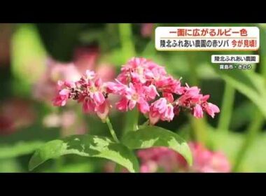 【赤ソバ畑】霧島市・陵北ふれあい農園　種まき後どうなった？ (26/10/28 18:38)