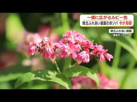 【赤ソバ畑】霧島市・陵北ふれあい農園　種まき後どうなった？ (26/10/28 18:38)